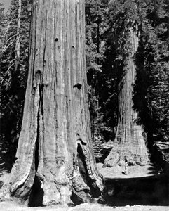 Le bosquet de Mariposa à Yosemite (photo n/b) - Unbekannt
