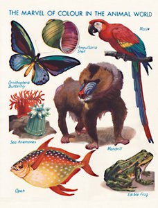 La merveille de la couleur dans le monde animal, 1935 - Unbekannt
