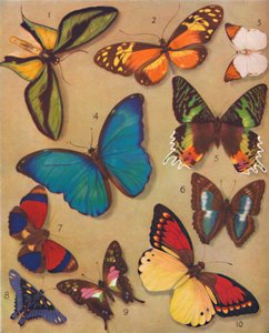 La merveilleuse couleur des papillons, 1935 - Unbekannt