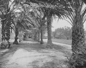 Les Palmiers de Glenannie, Floride, 19ème siècle - Unbekannt