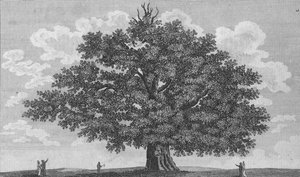 Le chêne de Penshurst, 1794