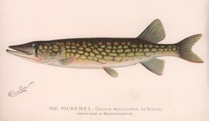 Le Brochet Lucius Reticulatus. Le Sueur., vers 1920