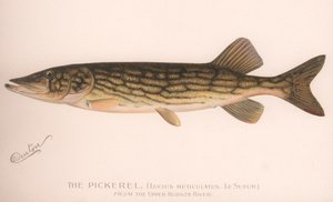Le Brochet Lucius Reticulatus. Le Sueur, vers 1920 - Unbekannt