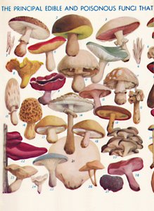 Les Principaux Champignons Comestibles et Vénéneux des Îles Britanniques