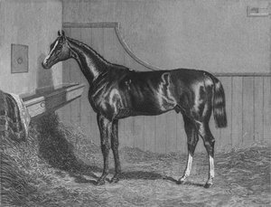 Le très honorable comte de Lichfield Elis. Gagnant du St. Leger