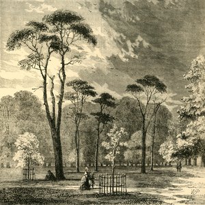 Les pins écossais, Kensington Gardens, vers 1876 - Unbekannt