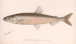 Le Smeet Osmerus Mordax, vers 1920