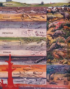 La succession de la vie dans les roches, 1935 - Unbekannt