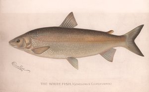 Le poisson blanc Coregonus Clupeiformis, vers 1920 - Unbekannt