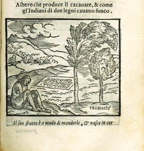 Le cacaoyer. De Historia del Mondo Nuovo par Girolamo Benzoni, 1563