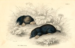 La taupe commune Talpa europea - Unbekannt