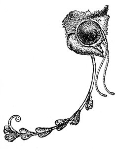 Le papillon Acontia luctuosa et le pollen d