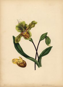 Le Sabot de la Vierge, Cypripedium reginae, Ressemblance