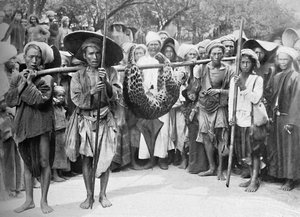 Les dépouilles de la jungle, 1902 - Unbekannt