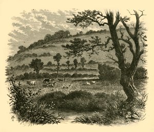 Thistledon, 1898 - Unbekannt