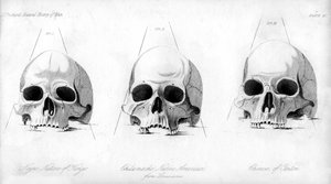 Trois types de crâne humain, 1848