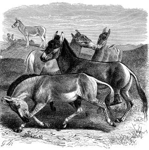 Âne sauvage tibétain ou Kiang, 1893