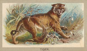 Tigre, de la série Les Animaux du Monde T180, publiée par Abdul Cigarettes, 1881 - Unbekannt