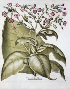 Plante de tabac, 1613 - Unbekannt