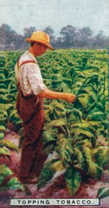 Récolte du tabac, 1926 - Unbekannt
