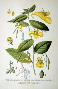 Balsamine impatiente, 1893 - Unbekannt