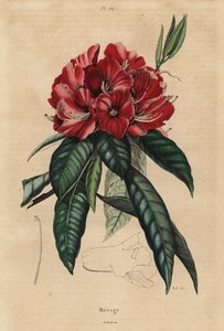 Rhododendron arboré, Rhododendron arboreum