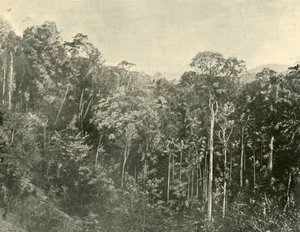 Broussailles tropicales, Blackall Range, Queensland, 1901 - Unbekannt