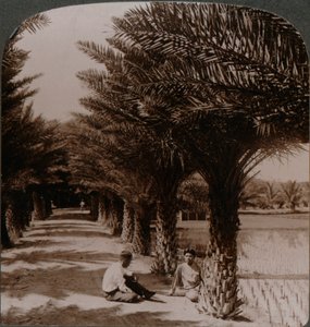 Beauté tropicale d