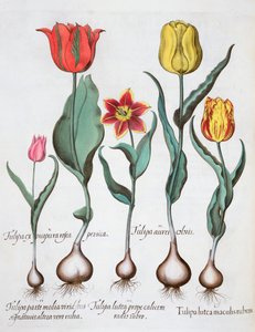 Tulipes, 1613 - Unbekannt