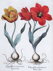 Tulipes, 1613 - Unbekannt