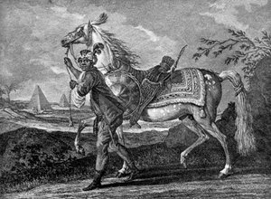 Cheval arabe turc, 1722-1938