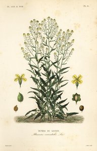 Roquette de Turquie, Bunias orientalis - Unbekannt