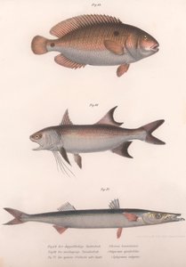 Bimaculus à deux points, Redfin africain, Barracuda commun