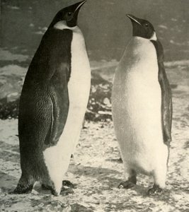 Deux manchots empereurs, vers 1908 - Unbekannt