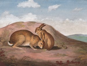 Deux lièvres : sur une colline