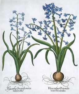 Deux jacinthes bleues, 1613 - Unbekannt