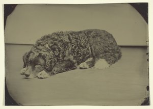 Chien sans titre, 185099