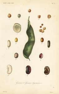 Variétés de pois et de haricots