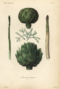 Légumes - Unbekannt