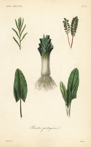 Plantes potagères - Unbekannt