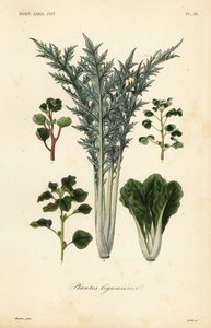 Légumes - Unbekannt