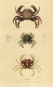 Crabe velours, Necora puber, crabe nageur marbré, Liocarcinus marmoreus, et crabe nageur de Pennant, Portumnus latipes - Unbekannt