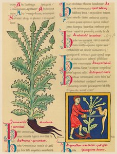 Verveine, 1947