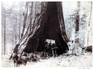 Wagon passant à travers un arbre géant, Amérique du Nord, vers 1900 - Unbekannt