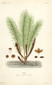 Prêle des eaux ou prêle des marais, Equisetum fluviatile - Unbekannt