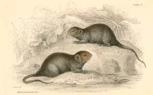 Campagnol aquatique Arvicola terrestris, également connu sous le nom de rat d