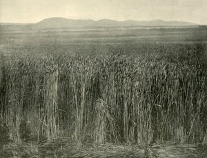 Champ de blé, Canning Downs, Queensland, 1901