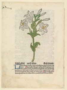 Lys Blanc, illustration du Gart der Gesundheit Sch.4332, 28 mars 1485 - Unbekannt