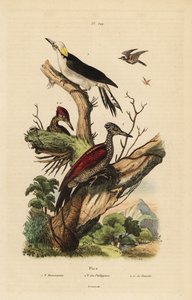 Pic blanc, Melanerpes candidus, pic pygmée philippin, Yungipicus maculatus, mâle et femelle - Unbekannt