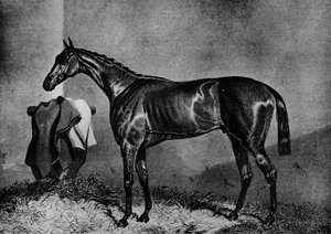 Wild Dayrell, 1852-1870, 1911